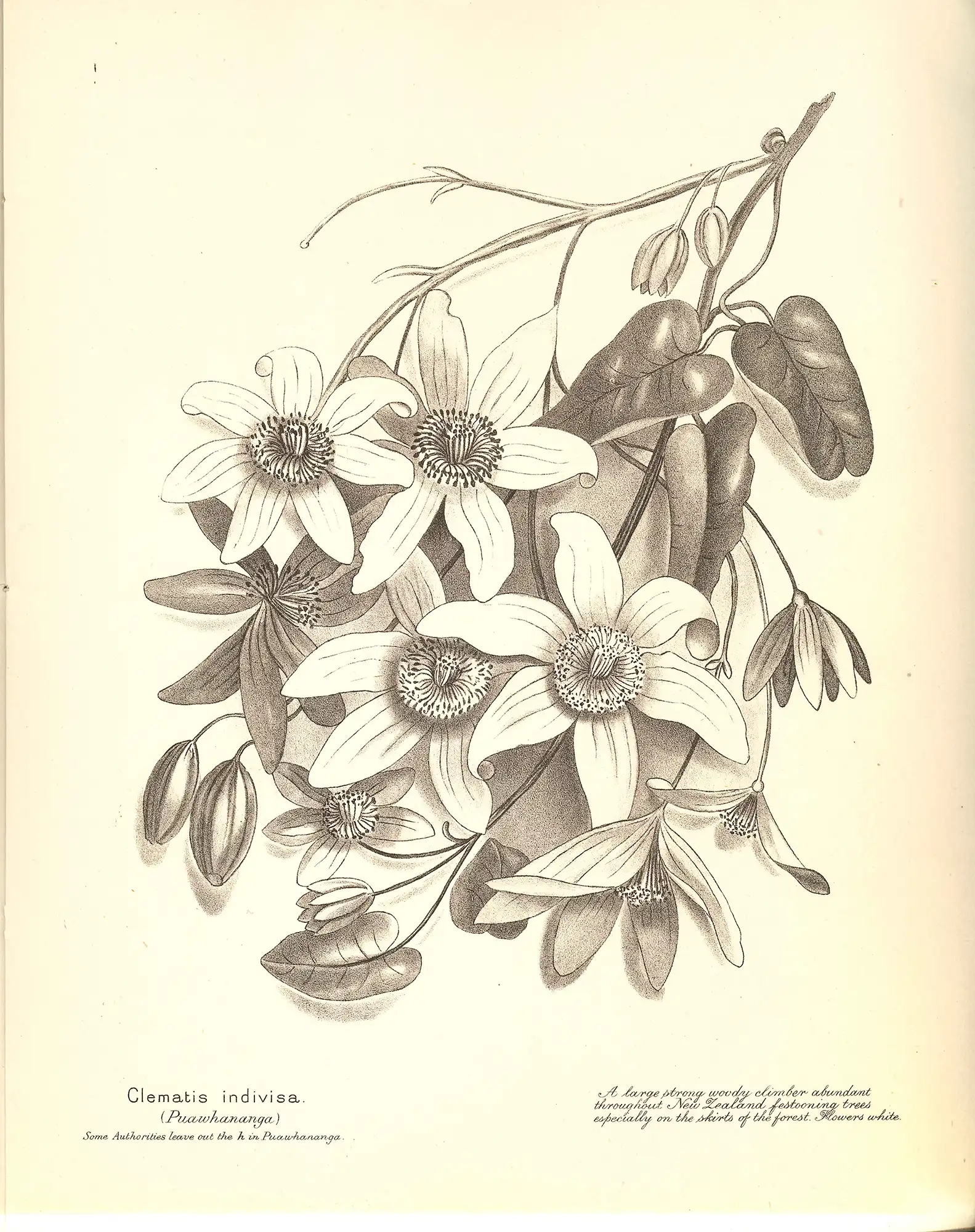 Emily Cumming Harris. New Zealand ferns. Nelson: H.D. Jackson, 1890.