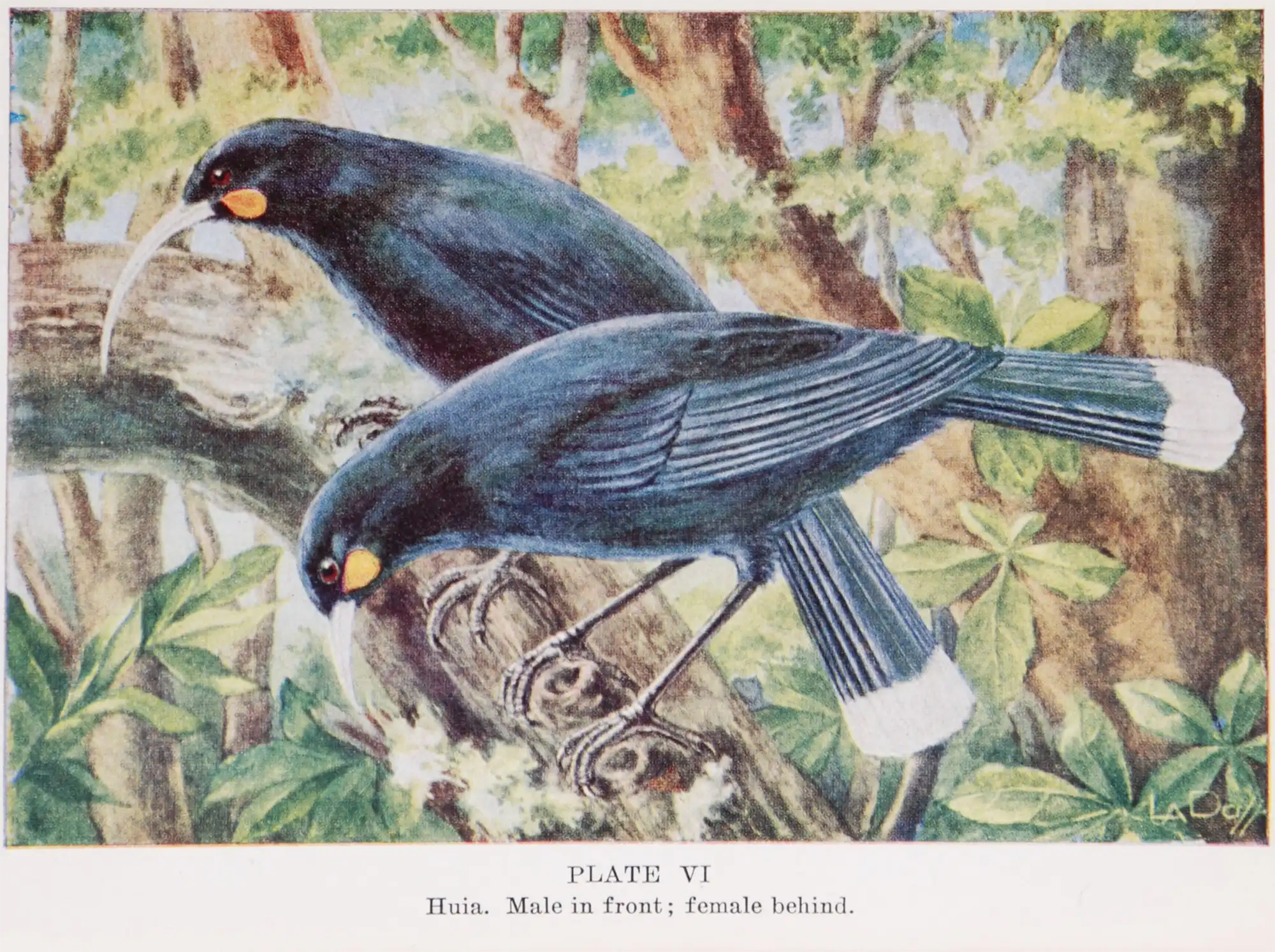 Perrine Moncrieff. New Zealand birds and how to identify them. 5th ed. Christchurch, N.Z.: Melbourne, Whitcombe & Tombs, 1957.
