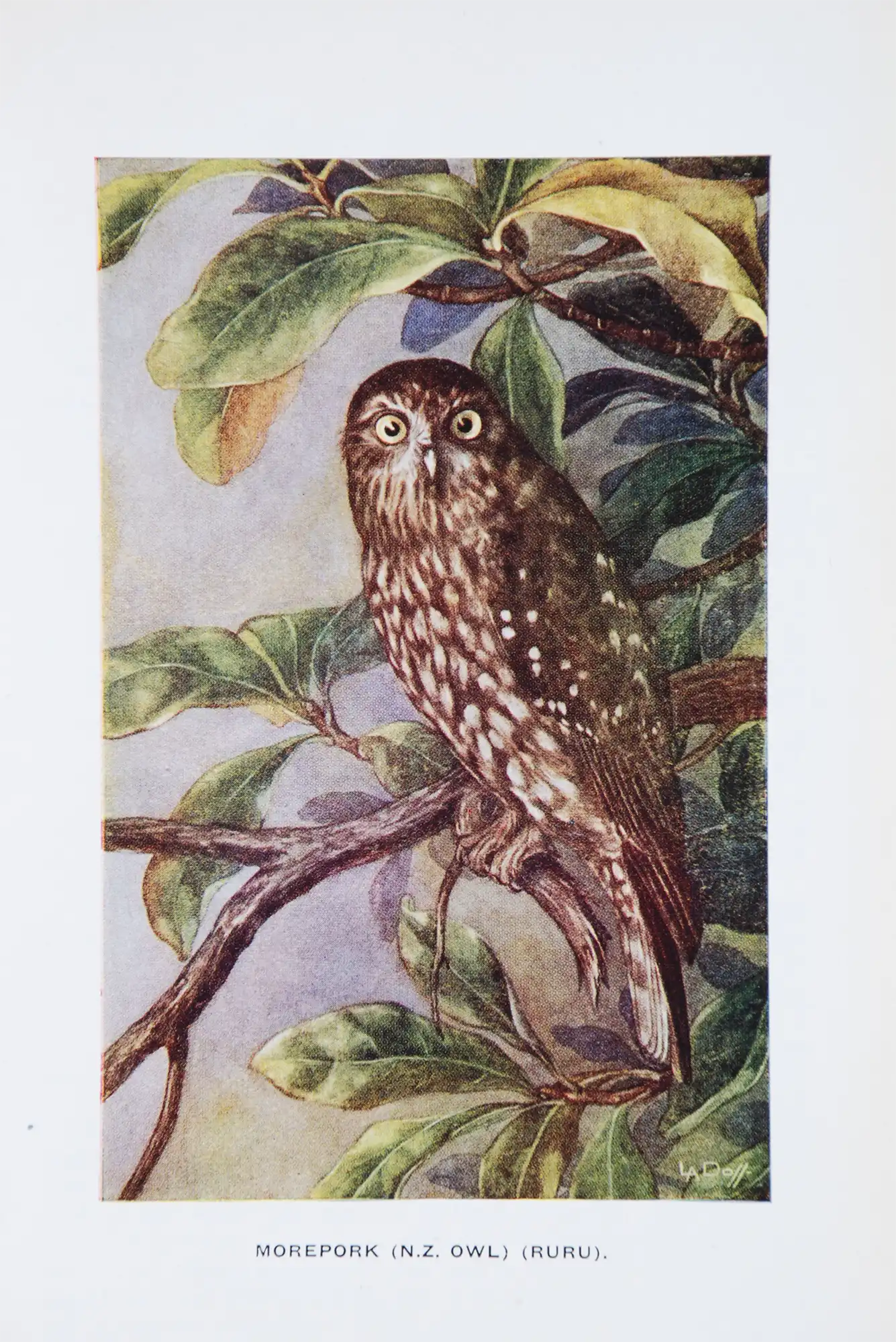Olga Pauline Burton. Stories of bird and bush. Auckland, N.Z.: Oswald-Sealy (New Zealand), [1943].