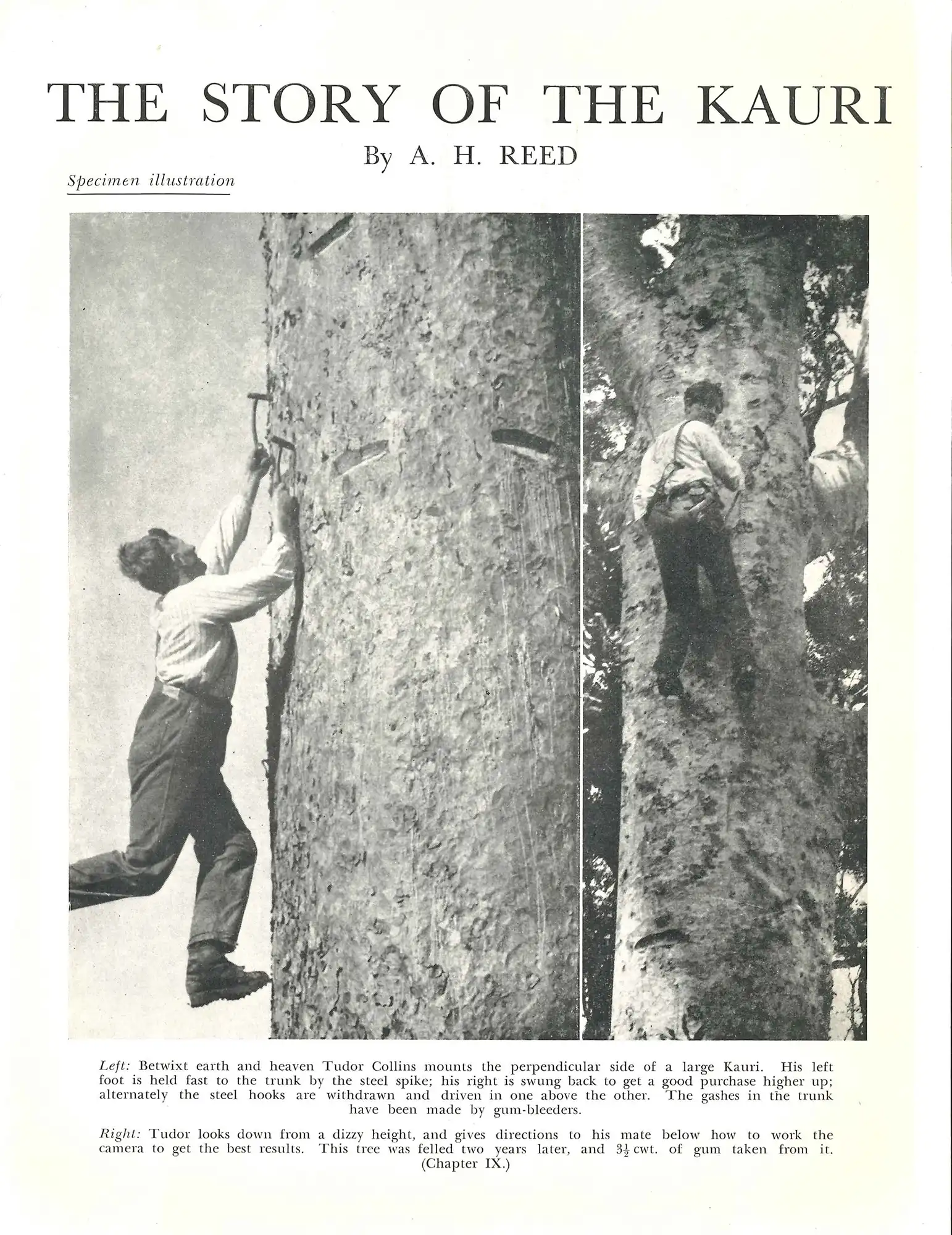 Prospectus for: The story of the Kauri (1953).